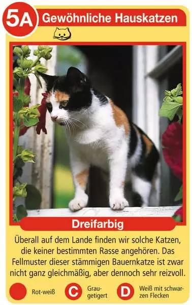 Ravensberger Matratzen Katzen - Kartenspiel ab 4 Jahren Vierteljährliche Förderung