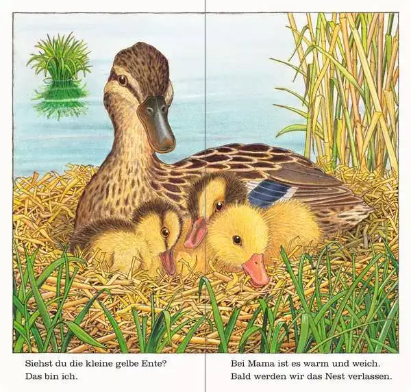 Ravensberger Matratzen Ich bin die kleine Ente im Angebot