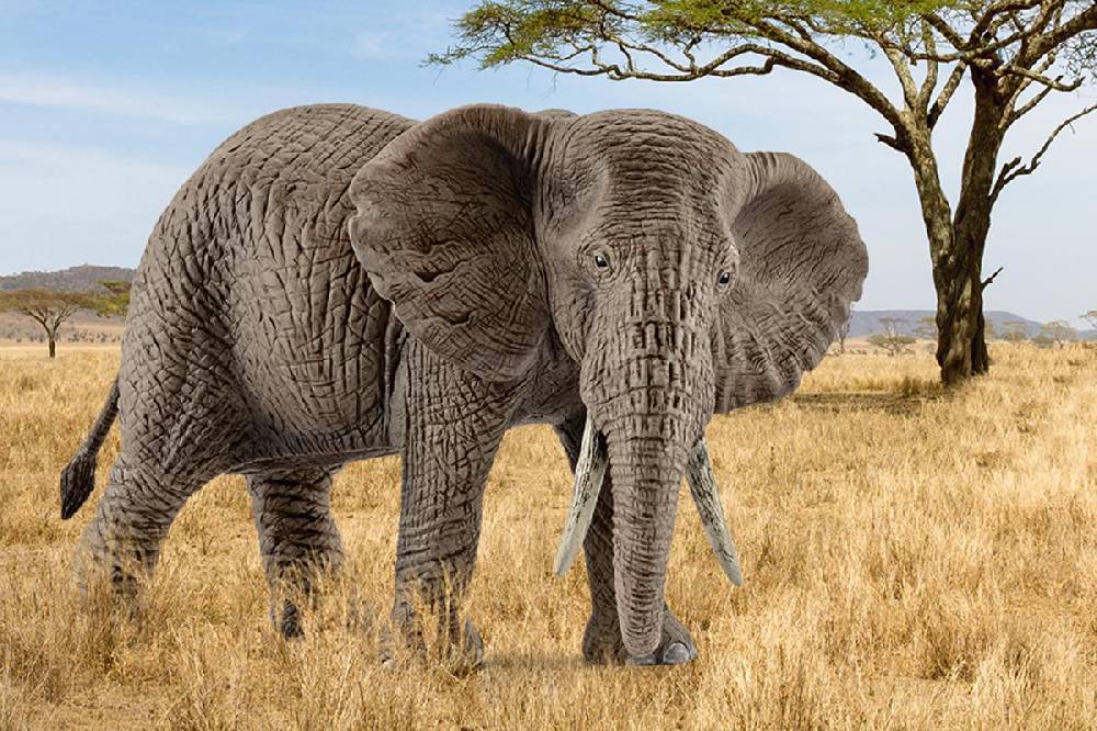 Schleich Afrikanische Elefantenkuh Günstig kaufen