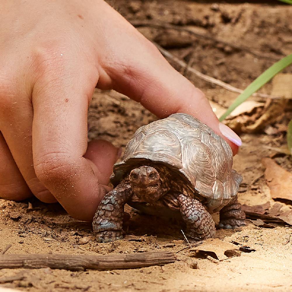 Schleich Riesenschildkröte Osterangebot
