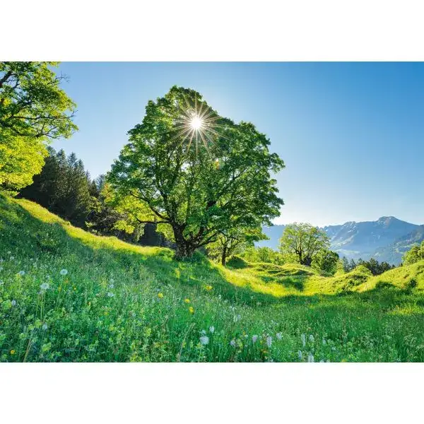 Schmidt Spiele Berg-Ahorn im Sonnenlicht – St. Gallen, Schweiz, 1.000 Teile Puzzle 2025